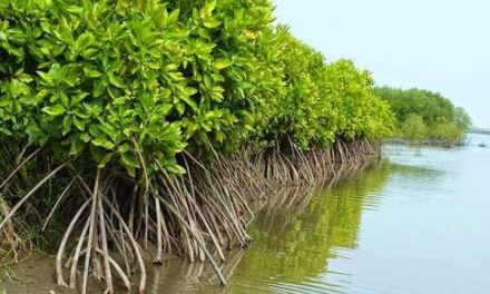Hutan Mangrove: Ekosistem Pesisir Dalam Menjaga Lingkungan