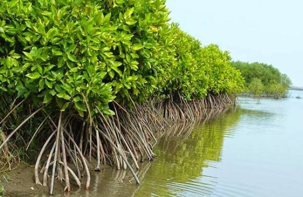 Hutan Mangrove: Ekosistem Pesisir Dalam Menjaga Lingkungan