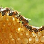 Madu Hutan: Mengenal Produk Lebah Dari Lingkungan Alami