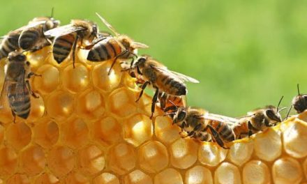 Madu Hutan: Mengenal Produk Lebah Dari Lingkungan Alami