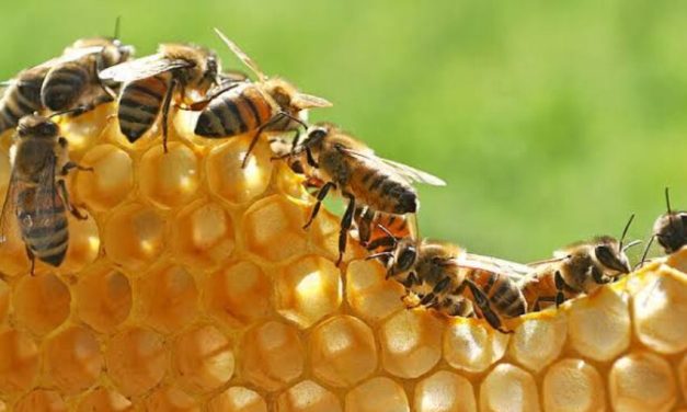 Madu Hutan: Mengenal Produk Lebah Dari Lingkungan Alami