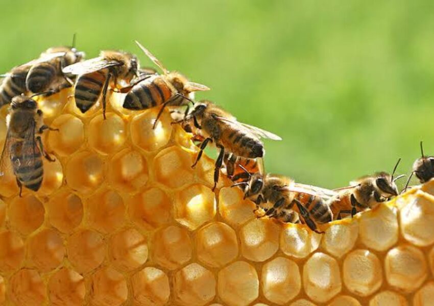 Madu Hutan: Mengenal Produk Lebah Dari Lingkungan Alami