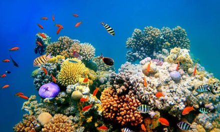 Pelestarian Terumbu Karang: Menjaga Kehidupan Bawah Laut
